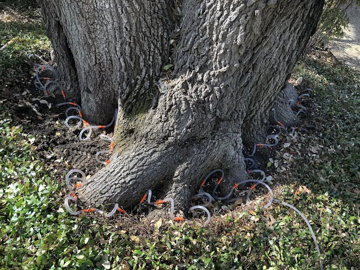 Detailed Tree Cabling and Bracing job site in Pennellville