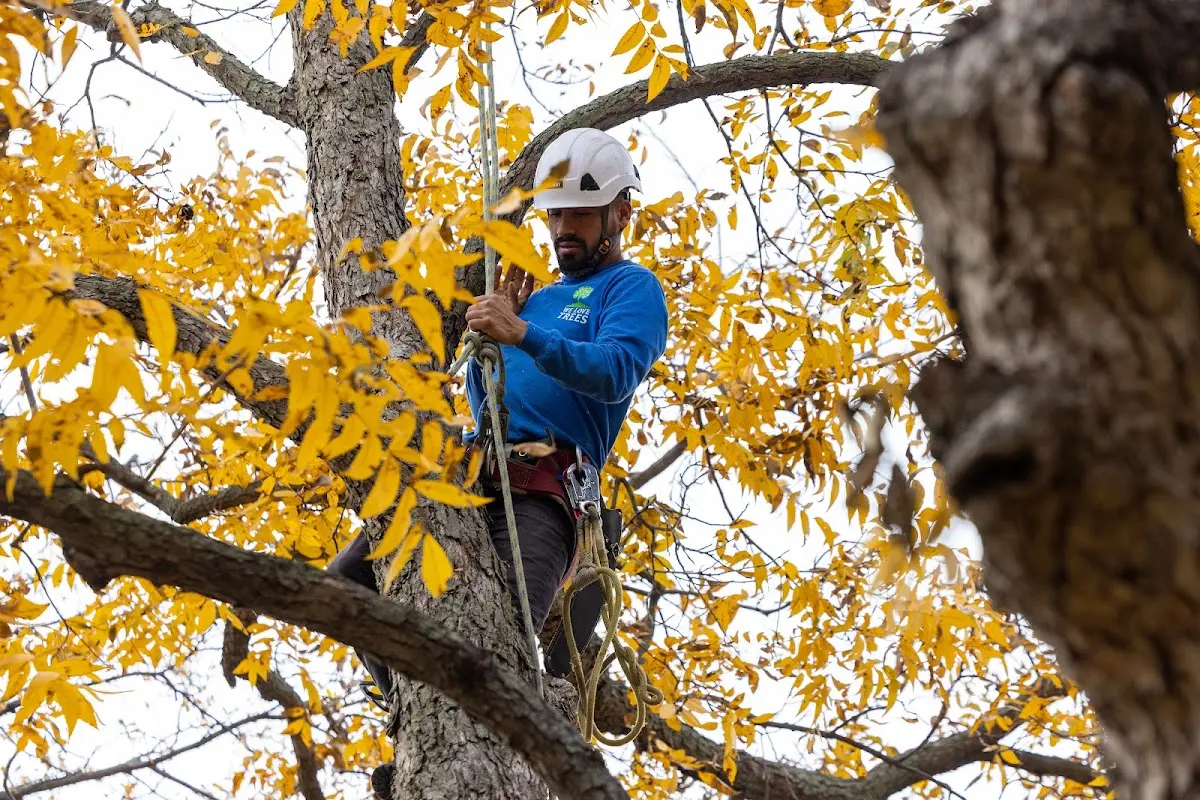 Skilled Tree Trimming crew working in Pennellville